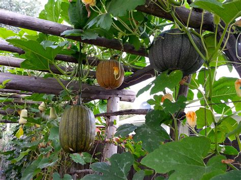 outdoor hanging pumpkins|hanging pumpkin patio swing.